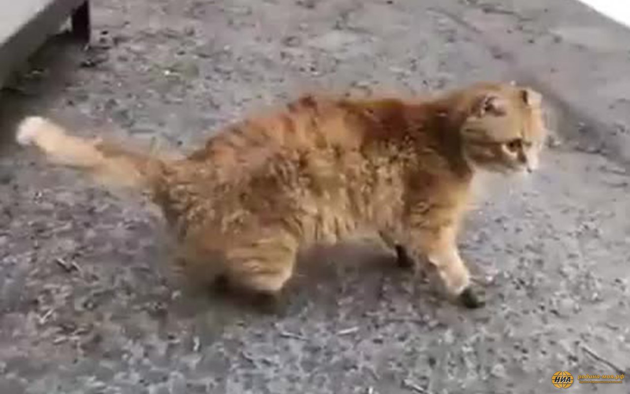 Рыжик-киборг-кот учится ходить